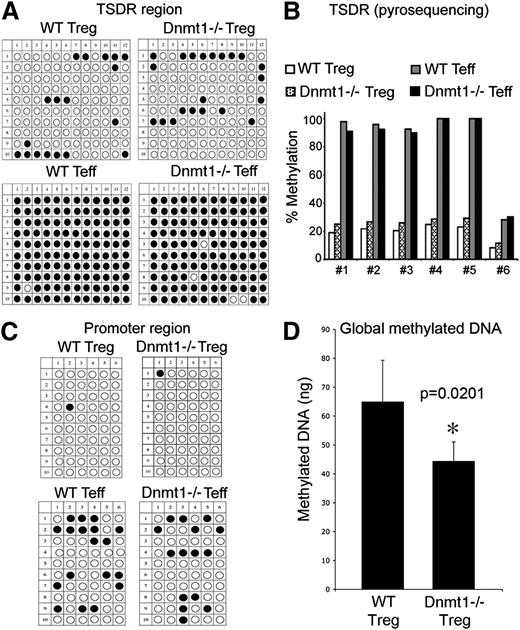 Figure 6. Demethylation at the Foxp3 intronic TSDR region in WT versus Dnmt1−/− Tregs and Tcon. Demethylation was determined by (A) bisulphite conversion, cloning, and sequencing and was (B) confirmed by pyrosequencing. (C) Assessment of demethylation of the Foxp3 promoter region in WT versus Dnmt1−/− Tregs and Tcon was determined by bisulphite conversion. Open circles indicate demethylated CpG and closed circles indicate methylated CpG. (D) Measurement of total DNA methylation in WT versus Dnmt1−/− Treg cells (mean ± SD, n = 3 per group).