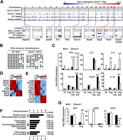 Figure 7. Dnmt1 affects genome-wide methylation, leading to loss of the Treg phenotype. (A) Genome-wide overview of fold change in scaled log2 ratios and peak scores of methylated genomic DNA from Dnmt1−/− and WT Treg. Heatmap scale optimized for visualization of −2 to +2.5–fold changes (>96.6% of data; range, −5.68 to +9.28). Hypomethylation shown indicated in blue, and hypermethylation is indicated in red. Results pooled from 3 independent experiments and visualized with the Broad Institute’s Integrative Genomics Viewer. (B) Methylation assessment of the IFN-γ enhancer region, as in Figure 5, confirmed greater than 4× increase in demethylation in Dnmt1−/− Treg. (C) Real-time PCR analysis (mean ± SD, n = 4 per group) of the effects of Dnmt1 loss on Treg expression of various cytokines, and signature Treg genes showed increased IFN-γ expression, consistent with enhancer demethylation. (D-E) Selection transcripts with greater than 2× differential expression; microarray data are shown after z-score transformation (n = 3 per group), data shown after z-score transformation. (D) Transcripts identified as differentially methylated in (A). (E) Treg-relevant genes. (F) Functional annotation enrichment of probes with greater than 5 higher raw scores in Dnmt1−/− versus WT Treg (P < .05). Gene ontology (GO), cellular component (CC), biological process (BP), molecular function (MF). Functional Annotation Clustering calculated using DAVID.50 (G) Loss of Dnmt1 disrupted the normal expression of genes associated with adenosine production (real-time PCR, mean ± SD, n = 4 per group).