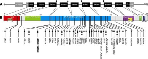 Figure 1. Locations of 61 TP53 mutations identified in 52 of 457 CLL patients. (A) Organization of the human TP53 gene. Noncoding exons are shown in gray, coding exons in black. TP53 splice mutations are indicated by arrows. (B) TP53 protein with known functional domains. NES, nuclear exclusion domain; NLS, nuclear localization domain; TAD, transactivation domain. Dominant-negative TP53 mutations (according to the IARC database) are shown in bold with an asterisk. ●, missense, *dominant negative; ○, nonsense; ▪, in-frame deletion; □, frameshift deletion; ▼, in-frame insertion; ▿, frameshift insertion; ↓, splice-site mutation.
