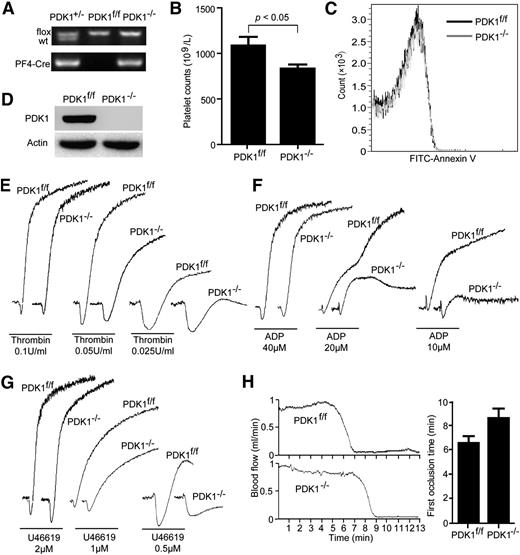 Figure 1. Platelet-specific PDK1 deficiency causes thrombocytopenia, inhibits platelet aggregation in response to low doses of agonists, and delays FeCl3-induced occlusion of the carotid artery. (A) Genotyping results of PDK1f/wt, PDK1f/f, and PDK1−/− using polymerase chain reaction. (B) PDK1 deficiency causes a 25% decrease of peripheral blood platelet counts (P < .05. n = 20). (C) PDK1 deficiency did not enhance Annexin V binding to platelets. (D) Washed platelets were prepared from PDK1f/f and PDK1−/− mice; western blot results showed that PDK1 was depleted in PDK1−/− platelets. (E) The aggregation of PDK1-deficient platelets was diminished in response to low doses of thrombin. (F) The aggregation of PDK1-deficient platelets was diminished in response to low doses of U46619. (G) The aggregation of PDK1-deficient platelets was diminished in response to low doses of ADP. (H) The mouse carotid artery was treated with 10% FeCl3, as described. Traces of blood flow in the carotid arteries of PDK1−/− and PDK1f/f mice were presented, respectively. The times to occlusion were measured (n = 5).