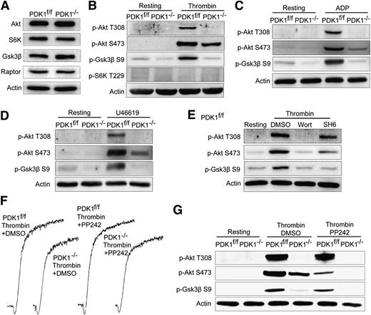 Figure 2. PDK1 deficiency abolished agonist-induced phosphorylation of Akt Thr308 and Gsk3β Ser9 in platelets, and the Akt Ser473 phosphorylation did not contribute to thrombin-induced platelets activation. (A) The expression levels of downstream molecules of PDK1. The phosphorylation of Akt at Ser473 and Thr308, Gsk3β at Ser9, and S6k at Thr229 in PDK1f/f and PDK1−/− platelets in response to low doses of (B) thrombin, (C) ADP, and (D) U46619. (E) The phosphorylation of Akt Ser473, Akt Thr308, and Gsk3β Ser9 in PDK1f/f platelets in response to a low dose of thrombin in the presence of dimethylsulfoxide, the PI3K inhibitor Wortmannin (Wort), and the Akt inhibitor SH6, respectively. (F) mTOR inhibitor PP242 (100nM) did not affect the aggregation of PDK1f/f and PDK1−/− platelets, respectively, in response to 0.05 U/mL of α-thrombin. (G) mTORC2 inhibitor PP242 inhibited most, but not all, the phosphorylation of Akt residue Ser473 in thrombin-treated PDK1f/f platelets, but totally inhibited Akt Ser473 phosphorylation in PDK1−/− platelets treated with α-thrombin. On the contrary, PP242 has no obvious effect on the phosphorylation of Akt Thr308 in PDK1f/f and PDK1−/− platelets in response to thrombin.