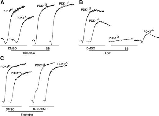Figure 3. Gsk3β inhibition or cGMP restored the aggregation of PDK1-deficient platelets in response to thrombin, but Gsk3β inhibition diminished the extent of platelet aggregation caused by ADP. (A) A 10-μM final concentration of the Gsk3β inhibitor SB216763 restored full aggregation of PDK1-deficient platelets in response to 0.05 U/mL of thrombin. (B) SB216763 (10 μM) totally inhibited PDK1f/f platelet aggregation but only partially inhibited PDK1−/− platelet aggregation in response to 20 μM ADP. Therefore, Gsk3β plays a more complicated role in ADP-induced platelet activation. (C) Cyclic GMP analog 8-bromo-cGMP (8-Br-cGMP; 1 μM) partially restored the aggregation of PDK1-deficient platelets induced by 0.05 U/mL thrombin. These results suggested that NO/cGMP pathway also plays an important role in PDK1-mediated platelet activation.
