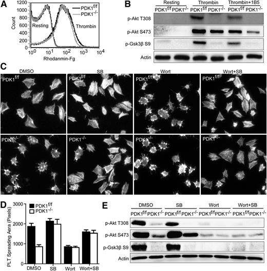 Figure 4. PDK1 is involved in integrin αIIbβ3-mediated outside-in signaling. (A) Binding of Rhodamine-Fg to PDK1f/f and PDK1−/− platelets stimulated by a low dose of thrombin. (B) Phosphorylation of Akt Thr308 (T308), Akt Ser473 (S473), and Gsk3β Ser9 (S9) in PDK1f/f and PDK1−/− platelets stimulated by 0.05 U/mL of thrombin in the absence or presence of αIIbβ3 blocking mAb 1B5. (C) Spreading of PDK1f/f and PDK1−/− platelets on immobilized Fg in the presence of dimethylsulfoxide, 10 μM SB, 100 nM Wort, or 10 μM SB plus 100 nM Wort. (D) Quantification of the areas (pixel number) of 4 random fields (mean ± standard error of the mean). Statistical analyses were performed using the Student t test. (E) Phosphorylation of Akt T308, Akt S473, and Gsk3β S9 in PDK1f/f and PDK1−/− platelets spread on Fg in the presence of dimethylsulfoxide, 10 μM SB, 100 nM Wort, or 10 μM SB plus 100 nM Wort.