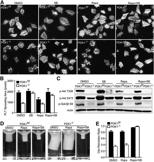 Figure 6. Rapamycin inhibits platelet spreading but has no effect on clot retraction. (A) Spreading of PDK1f/f and PDK1−/− platelets on immobilized Fg in the presence of dimethylsulfoxide, 10 μM SB, 1 μM mTORC1 inhibitor rapamycin (Rapa), or 10 μM SB plus 1 μM Rapa. (B) Quantification of area (pixel number) in 4 random fields (mean ± standard error of the mean). Statistical analysis was performed using the Student t test. Rapa partially inhibited the spreading of PDK1f/f platelets, which was overcome by 10 μM Gsk3β inhibitor SB. Rapa had no further inhibitory effects on spreading of PDK1−/− platelets. (C) Phosphorylation of Akt T308, Akt S473, and Gsk3β S9 in PDK1f/f and PDK1−/− platelets spreading on Fg in the presence of dimethylsulfoxide, 10 μM SB, 1 μM Rapa, or 10 μM SB plus 1 μM Rapa. (D) Clot retraction of PRP containing PDK1f/f and PDK1−/− in the presence of dimethylsulfoxide, 1 μM Rapa, or 1 μM Rapa plus 10 μM SB. (E) Two-dimensional clot retraction was measured using National Institutes of Health Image J software, and the data were expressed as retraction ratios (mean ± standard error of the mean from 3 separate experiments). Statistical significance was calculated using a Student t test. Rapa did not inhibit clot retraction of PRP-containing PDK1f/f platelets and did not further inhibit clot retraction of PRP-containing PDK1−/− platelets.