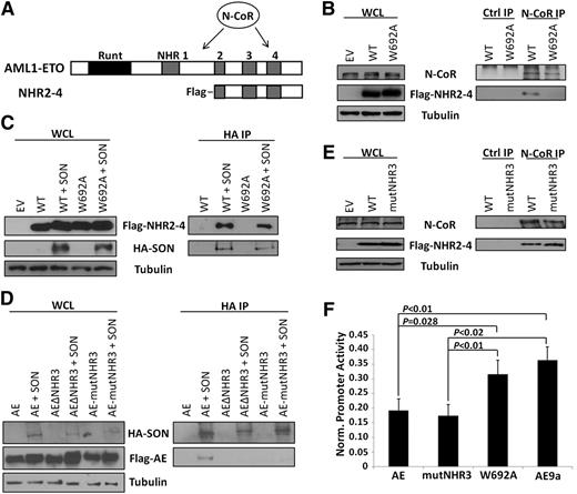 Figure 1. Characterization of NHR4/N-CoR and AML1-ETO/SON binding and effects on gene repression. (A) Structures of AML1-ETO and the NHR2-4 constructs used in the co-IP experiments, with location of N-CoR binding sites indicated. (B) Endogenous N-CoR interacts with WT, but not W692A, NHR2-4. Cell lysates were immunoprecipitated with N-CoR or isotype control (ctrl) antibodies, and N-CoR and NHR2-4 were detected with N-CoR and Flag antibodies, respectively. Tubulin serves as a loading control. (C) SON interacts with both WT and W692A NHR2-4. Cell lysates were immunoprecipitated with HA antibody, and SON and NHR2-4 were detected using HA and Flag antibodies, respectively. (D) SON interacts with full-length AML1-ETO (AE), but not when the NHR3 domain is deleted (ΔNHR3) or when amino acids 629-634 ‘TERAKM’ in NHR3 are mutated to ‘AAAAAA’ (mutNHR3). Immunoprecipitation is as performed in (C). (E) Endogenous N-CoR retains interaction with NHR2-4 containing mutNHR3 alanine mutations. Immunoprecipitation performed as in (B). (F) W692A decreases ability of AML1-ETO to repress a luciferase reporter; mutNHR3 does not. 293T cells were cotransfected with firefly luciferase reporter containing tandem AML1 binding sites upstream of the basal TK promoter, Renilla control luciferase and either empty vector (control) or indicated AML1-ETO construct. Firefly luciferase expression was normalized to Renilla expression and control was set to 1. Equal expression of AML1-ETO constructs was confirmed by immunoblot using HA antibody (data not shown). Data show averages and standard deviations of 3 independent experiments, each performed in duplicate. EV, empty vector; WCL, whole cell lysate.