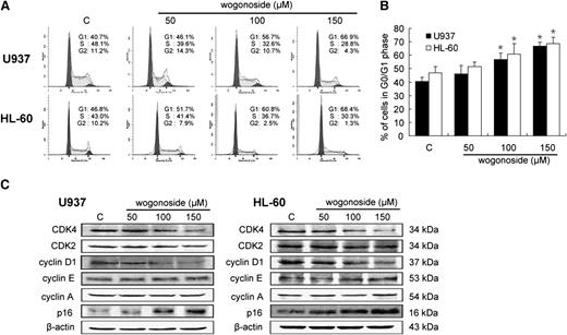 Figure 2. Effects of wogonoside on cell cycle progression and related proteins. (A) Shown is a representative cell cycle analysis performed by flow cytometry of U937 and HL-60 cells treated with 50, 100, and 150 μM wogonoside for 48 hours. (B) The percentages of cells in the G0/G1 phases of the cell cycle after wogonoside treatment of 48 hours are shown. Data represent mean ± SEM from 3 independent experiments. Asterisks denote statistically significant (P < .05) differences compared with controls by one-way ANOVA. (C) Expression levels of CDK4, CDK2, cyclin D1, cyclin E, cyclin A, and p16 were analyzed by western blotting after treatment of 48 hours. β-actin was used as a loading control. Results are representative of 3 independent experiments.