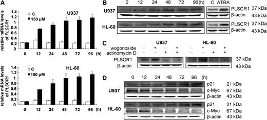 Figure 4. Wogonoside increases PLSCR1 transcription and influences the expression of cell cycle– and differentiation-related proteins. (A) Total RNAs were extracted at the indicated time points. PLSCR1 mRNA levels were detected by quantitative real-time reverse transcription-PCR, and fold changes were assessed and shown normalized to GAPDH (glyceraldehyde-3-phosphate dehydrogenase) mRNA level. For analysis of RT-PCR results, asterisks denote significant (P < .05) differences relative to controls by 2-tailed Student t tests. (B) Wogonoside induced PLSCR1 expression. Whole cell extracts were analyzed by western blotting for PLSCR1 protein, using β-actin as a loading control. Cells treated with ATRA for 96 hours were used as a positive control. (C) Cells were cultured for 48 hours with or without 150 μM wogonoside after a 4-hour preincubation period with 4 μg/mL actinomycin D, and then analyzed for PLSCR1 and β-actin protein expression by western blotting. (D) The effects of wogonoside on the expression of p21cip and c-Myc proteins are shown.