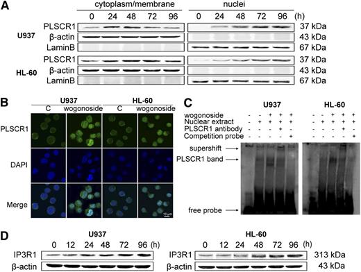 Figure 5. Wogonoside promotes translocation of PLSCR1 into the nucleus and facilitates its binding to the IP3R1 promoter. (A) The cytoplasmic/membrane and nuclear fractions of the cells were analyzed by western blotting for the PLSCR1 protein, with β-actin and lamin B as cytoplasmic and nuclear loading controls, respectively. (B) U937 and HL-60 cells were incubated with wogonoside (150 μM) for 48 hours. Cells were then incubated with primary anti-PLSCR1 antibody (1:50) at 37°C for 1 hour and then at 4°C overnight, followed by incubation with FITC-labeled secondary goat anti-rabbit antibody (1:100) for 1 hour at 37°C. The coverslips were washed and counterstained with DAPI working solution (100 μg/mL) for 20 minutes. PLSCR1 antigen (green fluorescence) and cell nuclei stained with DAPI (blue fluorescence) were detected by confocal microscopy (FV1000; Olympus, Tokyo, Japan) with FV10-ASW2.1 acquisition software (Olympus) at room temperature. (Original magnification ×1000; immersion objective ×100 with immersion oil type F). Images are representative of 3 independent experiments. (C) EMSA assay to detect PLSCR1 binding to its consensus site in the IP3R1 promoter is shown. Cells were incubated with wogonoside (150 μM) for 48 hours, and DNA binding was determined in nuclear extracts using EMSA. To determine the composition of the DNA-binding complex, the anti-PLSCR1 antibody was used for supershift experiments. These figures are representative of 3 separate experiments. (D) The effect of wogonoside on IP3R1 expression was analyzed by western blotting.
