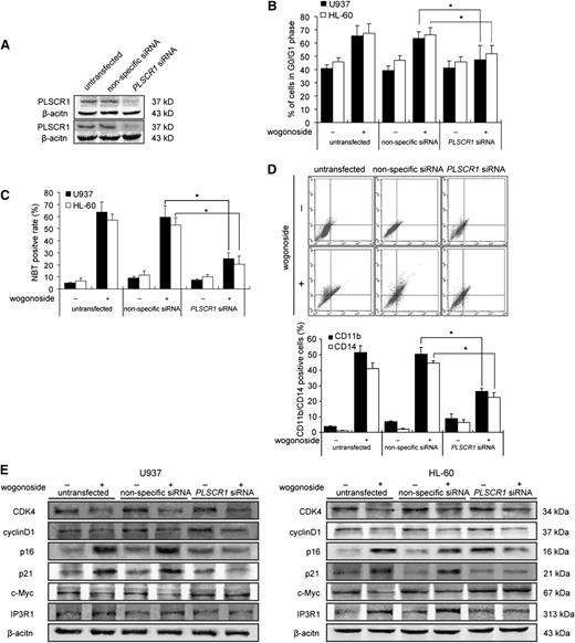 Figure 6. PLSCR1 is involved in wogonoside-induced differentiation. U937 and HL-60 cells were transfected with nonspecific siRNA and PLSCR1 siRNA treated with or without 150 μM wogonoside for 96 hours. (A) Confirmation of the silencing of PLSCR1 expression was detected by western blotting with β-actin as a loading control. (B) The percentages of cells in G0/G1 phases of the cell cycle are shown. (C) Detection of NBT-reduction activity is shown. (D) CD11b-/CD14-positive cells were measured by flow cytometry. (E) Shown are the effects of silencing PLSCR1 on the expression of cell cycle– and differentiation-related proteins, which could be influenced by wogonoside. These figures are representative of 3 separate experiments.