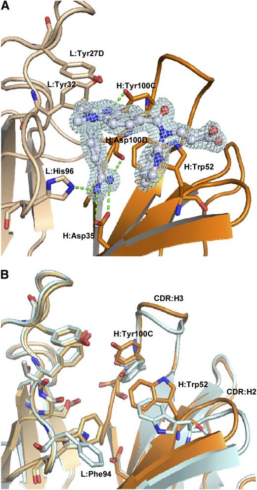 Figure 2. Binding mode of aDabi-Fab and conformational differences between apo and holo structure. (A) Binding site of aDabi-Fab in complex with dabigatran (the respective electron density of dabigatran is shown in pale cyan, contoured at 1.5 sigma). The benzamidine group of dabigatran (carbon atoms colored in gray) extends into a cavity formed by the interface of light (light ochre) and heavy chain (dark ocre). It forms a bidentate salt bridge to H:Asp35 and additional hydrogen bonds to L:His96 and H:Asp100D, respectively (indicated as green dotted lines). The amine nitrogen of dabigatran forms a nonclassical H-bond to L:Tyr32. L:Tyr27D interacts with the benzimidazole moiety of dabigatran via parallel displaced π-stacking. H:Tyr100C forms a hydrogen bond to the aldimine nitrogen. H:Trp52 forms two T-shaped aromatic interactions with the benzamidine and pyridine moiety of dabigatran, respectively. (B) Superposition of the binding site of aDabi-Fab in its apo conformation and bound to dabigatran (color scheme as in Figure 4, the apo structure is colored in pale cyan). The orientation of the sidechain of H:Tyr100C changes by 3.2 Å (hydroxyl oxygen) upon binding of dabigatran, which causes the apex of CDR:H3 to increase its relative distance to the binding site by 2.1 Å (measured from the Cα of H:Tyr100). About the same distance CDR:H2 moves toward the binding site (measured from the Cα of H:Gly55) and the H:Trp52 and L:Phe94 adopt different side chain conformations. This concerted movement opens the binding site of dabigatran.