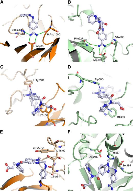 Figure 5. Comparison of binding modes of dabigatran to Fab and thrombin. aDabi-Fab mimics structural features of thrombin to bind dabigatran (same color scheme as in Figure 3, thrombin is colored in pale green, H-bonds and aromatic interactions are indicated as dotted lines in green and blue, respectively). The dabigatran complex structure of aDabi-Fab and thrombin is displayed in the left and right panels, respectively. (A-B) The benzamidine moiety of dabigatran binds into a cavity of the proteins and forms a bidentate salt bridge to H:Asp35 and Asp189, respectively. The salt bridge is further stabilized by a conserved hydrogen bonding pattern with L:His96 and H:Asp100D or with a water molecule and Gly219. (C-D) The benzimidazole moiety of dabigatran interacts by π-stacking with L:Tyr27D and Trp60D, respectively. The pyridine ring of dabigatran interacts with a T-shaped π-stacking with H:Trp52 and Trp215, respectively. (E-F) The catalytic triad of thrombin is formed by His57, Asp102, and Ser195. The Fab contains in the same region an arrangement of L:Tyr27D, L:Ser91, and L:Thr92 that is not able to convey proteolytic activity.