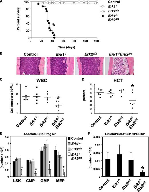 Figure 1. Deletion of Erk1 and Erk2 leads to fatal BM failure and loss of HSC. (A) Kaplan-Meier survival analysis of a cohort of Erk1−/− (n = 23), Mx1-Cre;Erk flox/flox (n = 21), Mx1-Cre Erk1−/−;Erk2 flox/flox (n = 22), and littermate control (n = 18) mice following pIpC treatment. Erk1−/−Erk2Δ/Δ mice have a median lifespan of 30 days; control mice remain healthy for >120 days. *P < .05, log-rank test. (B) Hematoxylin and eosin–stained sections from humeri of control, Erk1−/−, Erk2Δ/Δ, and Erk1−/−Erk2Δ/Δ animals 30 days after receiving their last dose of pIpC. (C-D) White blood cell count (WBC) and hematocrit (HCT) of control, Erk1−/−, Erk2Δ/Δ, and Erk1−/−Erk2Δ/Δ mice (*P < .05, ANOVA). (E) Absolute number (mean ± SEM, *P < .05, ANOVA) of LSK, CMP (Lin−Sca1−cKit+CD34+FcγRlo), GMP (Lin−Sca1−cKit+CD34+FcγRhi), MEP (Lin−Sca1−cKit+CD34−FcγR−/lo) of control (n = 6), Erk1−/− (n = 5), Erk2Δ/Δ (n = 5), and Erk1−/−Erk2Δ/Δ mice (n = 6). *P < .05, ANOVA. (F) Absolute number (mean ± SEM, * P < .05, Student t test) of signaling lymphocyte activation molecule (SLAM)-HSC from control (n = 6), Erk1−/− (n = 5), Erk2Δ/Δ (n = 5), and Erk1−/−Erk2Δ/Δ mice (n = 6). *P < .05, ANOVA.