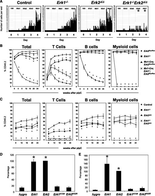Figure 2. Requirement of Erk1 and Erk2 in HSCs and immature progenitors. (A) Single SLAM-HSC from of control, Erk1−/−, Erk2Δ/Δ, and Erk1−/−Erk2Δ/Δ mice were sorted into 60-well plates (1 cell per well) and cultured in media containing SCF, Tpo, Flt3l, and IL-11. Proliferation of each clone was evaluated microscopically over 4 days. Representative data from 1 of 4 experiments with similar results are shown. The average percentages (±SEM) of surviving clones from the 4 experiments are shown at the top of each panel. *P < .05, ANOVA. (B) Lethally irradiated CD45.1+ recipients (6 mice per group) were transplanted with 106 BM cells from control, Erk1−/−, Erk2Δ/Δ, and Erk1−/−Erk2Δ/Δ mice, along with 105 wild-type CD45.1+ cells. After 5 weeks of engraftment, chimeric mice were treated with 5 doses of pIpC, and the percentage of donor-derived peripheral blood cells (Total), CD3+ (T cells), B220+ (B cells), and Gr1+ (myeloid cells) were determined flow cytometry. *P < .05, ANOVA. (C) Control, Erk1−/−, Erk2−/−, and Mx1-Cre Erk1−/−Erk2flox/flox mice were treated with pIpC for 14 days before their BM cells (5 × 105) were harvested and mixed with equal numbers of wild-type CD45.1+ cells and intrafemorally injected into lethally irradiated CD45.1+ recipients (5 mice per group). After 8 weeks of engraftment, the percentage of donor-derived peripheral blood cells (Total), CD3+ (T cells), B220+ (B cells), and Gr1+ (myeloid cells) were determined flow cytometry. *P < .05, ANOVA. (D) Primary lin− BM cells from Erk1−/−;Erk2 flox/flox mice were transduced with the indicated retroviruses, and FACS-purified GFP+ cells were cultured in Iscove modified Dulbecco medium containing IL-3, IL-6, and SCF. MIG-Cre vectors coexpress the hygromycin resistance gene (hygro), Erk1, Erk2, Erk1KR, and Erk2KR. Relative cell proliferation in each experiment is normalized to that of Erk2. Results are shown as mean ± SEM of 4 independent experiments. *P < .05, ANOVA. (E) Lin− BM cells from Erk1−/−;Erk2 flox/flox;LSL-KrasG12D mice were transduced with retroviruses as described in panel D, and GFP+ cells were cultured in IMDM medium containing no cytokines. Cells were harvested and proliferation was determined. Cell proliferation in each experiment is normalized to that of Erk2 and results are shown as mean ± SEM of 4 independent experiments. *P < .05, ANOVA.