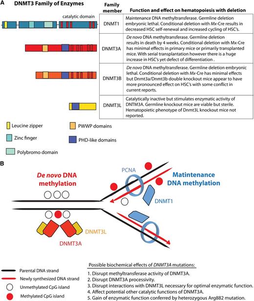 Figure 1. The DNMT family of enzymes and their known effects on hematopoiesis and DNA methylation. The DNA methyltransferases DNMT1, DNMT3A, and DNMT3B catalyze methylation of CpG dinucleotides in genomic DNA. (A) The conserved domains, function, and biological effect of each DNMT member. (B) Currently, it is understood that DNMT3A and DNMT3B are essential for the establishment of DNA cytosine methylation as they catalyze the addition of methyl groups onto the C5 position of DNA cytosine residues without regard for the methylation status of DNA. In contrast, DNMT1 appears to be essential for maintenance of DNA methylation after DNA replication as DNMT1 (1) binds PCNA and (2) has preferential enzymatic activity for hemimethylated DNA over unmethylated DNA. DNMT3L, in contrast, lacks catalytic activity but appears to physically interact with DNMT3A and stimulate its enzymatic activity. PCNA, proliferating cell nuclear antigen; PHD, plant homeodomain; PWWP, proline tryptophan tryptophan proline.
