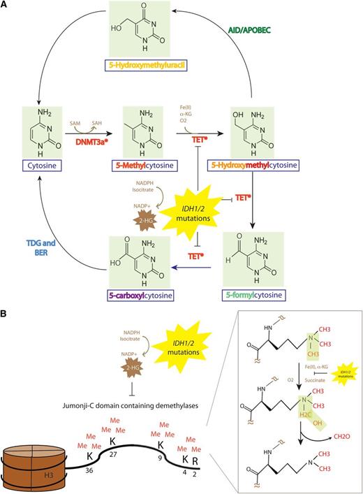 Figure 2. The DNA methylation and demethylation pathway, and effect of TET2 and IDH1/2 mutations on epigenetic DNA and histone modifications. (A) The DNMT family of DNA methyltransferases (DNMT1, DNMT3A, and DNMT3B) each may place a methyl group on the C5 position of DNA cytosine residues in a reaction which requires SAM as a cofactor. (B) Members of the TET family of enzymes (TET1, TET2, TET3) may then oxidize 5-mC to 5hmC an enzymatic reaction which requires Fe(II) and α-KG as substrates. The TET family may also then iteratively oxidize 5hmC further to 5-formylcytosine followed by 5-caC. 5-caC can be directly recognized by the enzyme TDG followed by excision with the BER pathway (an enzymatic activity that is unable to excise 5hmC or 5-mC) to generate unmethylated cytosine. The AID-APOBEC DNA repair pathway can also convert 5hmC to 5-hydroxymethyluracil which activates the BER using TDG or the SMUG1 to generate unmethylated cytosines. TET-mediated enzymatic processes are dependent on α-KG. The presence of an IDH1/2 mutation results in the production of 2-HG, which is structurally very similar to α-KG and can compete with α-KG to inhibit α-KG–dependent enzymatic processes. This includes inhibition of the α-KG–dependent family of JMJC containing histone demethylases. JMJC histone demethylases are responsible for demethylation of histone 3H residues at amino acid residues 2, 4, 9, 27, and 36 and histone H4 amino acid residue 3. 5-cac, 5-carboxylcytosine; AID, activation-induced cytidine deaminase; APOBEC, apolipoprotein B mRNA editing enzyme catalytic; BER, base-excision repair; SMUG1, single-strand-selective monofunctional uracil DNA glycosylase; TDG, thymine DNA glycosylase.
