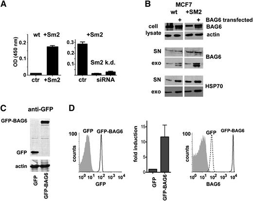 Figure 1. Tumor cell lines release BAG6 via the exosomal pathway. (A) Exosomes were isolated from MCF7 wt cells, from MCF7 cells stably overexpressing Smase2 (+Sm2) (left panel) and from MCF7+Sm2 cells upon control siRNA (AF488) transfection or siRNA-mediated knockdown of Smase2 (right panel) to detect BAG6 on exosomes by ELISA. Bar diagrams show mean and SEM (n = 3). See supplemental Figure 1 for reverse transcription-polymerase chain reaction to detect nSmase2 mRNA in wt cells or upon overexpression/down-regulation of nSmase2, respectively. (B) Western blots to detect BAG6, actin, and HSP70 in cell lysates, supernatant (SN) and purified exosomes (exo) from wt and +Sm2-MCF7 cells upon control and BAG6-transfection. (C) Western blot of 293T lysates with an anti-GFP antibody to detect expression of transfected GFP (control plasmid) or GFP-BAG6 fusion protein, consisting of GFP and BAG6 full length protein. Actin was used as a loading control. (D) FASC analysis of exosomes. The exosomes were purified from transfected cells and GFP-expressing exosomes were detected by GFP-fluorescence (left histogram): gray-filled histogram, GFP; black line, GFP-BAG6. Right histogram: anti-BAG6 staining of the same exosomes, detecting transfected and endogenous BAG6. Gray-filled histogram, istoype antibody; dashed line, GFP; thick black line, GFP-BAG6. GFP-expression data of 7 transfections were summarized in a bar diagram (mean and standard error of the mean).The means are significantly different (P = .0005, Wilcoxon signed-rank test).