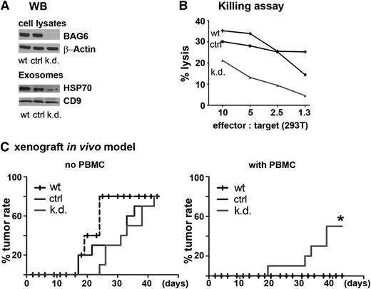 Figure 3. Role of BAG6 for immune detection in vitro and in an in vivo xenograft model. (A) Western blot (WB) of 293T cell lysates to verify BAG6 downregulation in BAG6-shRNA–transduced 293T cells (k.d.) in comparison with wt and control shRNA-transduced cells (ctrl). Actin was used as a loading control. Exosomes derived from these cell lines were checked for exosomal markers HSP70 and CD9. BAG6 knockdown in exosomes was demonstrated via flow cytometry (supplementary Figure 2). (B) The wt, control shRNA (ctrl), and BAG6 shRNA (k.d.) transduced 293T cells were used as target cells in an NK cell cytotoxicity assay (1 representative experiment of 3). (C) The wt, ctrl, and k.d. 293T cells were implanted subcutaneously (3 × 106 cells) into immunodeficient SCID/beige mice. The treatment groups received human lymphocytes (1 day after tumor cell transplantation, 3 × 106 PBMC intraperitoneally.). The tumor incidence was monitored (left: no PBMCs; right: with PBMCs; n = 9 or 10 for ctrl and k.d.; n = 5 for wt in both settings).