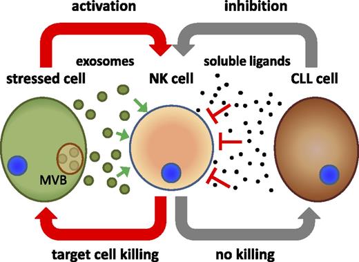 Figure 7. Model for the role of soluble and exosomal BAG6 in NK cell activation and anti-tumor immunity. Cells release BAG6-exosomes in response to cellular stress to alert the NK cells to the dangerous cells. Activation of NK cells through released exosomes triggers target cell recognition and killing. Failure of NK cell activation in combination with the release of soluble ligands, including BAG6 inhibits NK cell function leading to immune evasion of the tumor cells from NK cell attack. MVB, multivesicular bodies.
