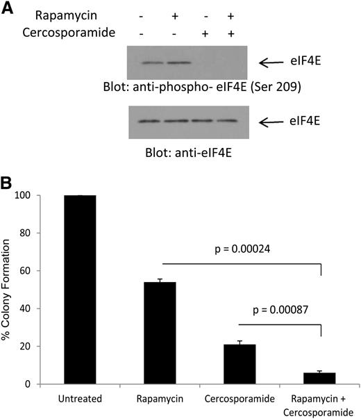 Figure 4. Combined inhibition of mTOR and Mnk activity results in enhanced antileukemic effects. (A) U937 cells were incubated for 2 hours with rapamycin, in the presence or absence of cercosporamide, as indicated. Cell lysates were resolved by SDS-PAGE and immunoblotted with an antibody against the phosphorylated form of eIF4E on serine 209 or with an antibody against total eIF4E, as indicated. (B) U937 cells were plated in methylcellulose culture assay system with rapamycin (20 nM) and/or cercosporamide (10 µM), as indicated, and CFU-L leukemic colony formation was assessed. Data are expressed as a percentage control of CFU-L for untreated cells. Means ± SE of the values from 4 independent experiments are shown. Paired t test analysis for the combination of rapamycin plus cercosporamide showed P = .00087 compared with cercosporamide alone and P = .00024 compared with rapamycin alone.