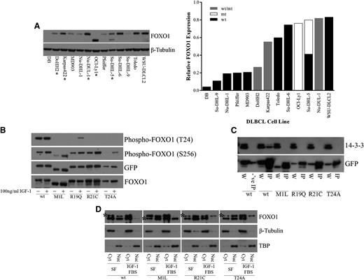 Figure 3. Recurrent FOXO1 mutations alter phosphoinositide 3-kinase/AKT phosphorylation and protein-protein interactions. (A) Whole cell extracts from DLBCL cells were resolved on 4% to 12% Bis-Tris gels, following by immunoblotting (left) with anti-FOXO1 antibody. Total protein level was assayed by immunoblot using anti–β-tubulin antibody. *Mutant FOXO1 cell lines. The smaller molecular weight band in the OCI-Ly1 and Su-DHL-5 cell lines, hemizygous and heterozygous for the M1 mutation, respectively, indicates a shift in translation initiation to the next methionine. Relative FOXO1 protein expression (normalized to β-tubulin) is displayed in increasing expression on the right. Where possible, the expression from the individual alleles was determined; (wt/mt) indicates an unknown proportion of expression from the wild-type and mutant protein. (B) HEK-293 cells were transiently transfected with constructs encoding FOXO1 (wild type or mutants) C-terminally tagged with GFP. Twenty-four hours after transfection, cells were serum starved for 24 hours and treated with 10% fetal bovine serum and 100 ng/mL recombinant IGF-1 for 1 hour. Whole cell extracts were resolved on 4% to 12% Bis-Tris gels and immunoblotted with phospho-specific antibodies directed against FOXO1. The total level of tagged protein was assayed by immunoblot using the anti-GFP and anti-FOXO1 antibodies. A reduction in phosphorylation at T24 was observed in the N-terminal mutants but not in the wild type. (C) HEK-293 cells were transiently transfected with constructs encoding FOXO1 (wild type or mutants) C-terminally tagged with GFP. Whole cell extracts were immunoprecipitated with GFP-Trap, resolved on 4% to 12% Bis-Tris gels, followed by immunoblotting with anti-GFP antibody. Blocked magnetic beads were used as a negative control. A loss of interaction with 14-3-3 was observed with the N-terminal mutants but not in the wild type. W, whole cell extract; IP, immunoprecipitation; -‘ve IP, negative control IP. (D) HEK-293 cells were stably transfected with constructs encoding FOXO1 (wild type or mutants) C-terminally tagged with V5. Cells were serum starved for 24 hours and treated with 10% fetal bovine serum and 100 ng/mL recombinant IGF-1 for 1 hour. Biochemical fractionation was performed, and cytoplasmic and nuclear fractions were resolved on 4% to 12% Bis-Tris gels and immunoblotted with anti-FOXO1 antibody. *V5-tagged FOXO1. Note: wt-V5, R21C-V5, and T24A-V5 are the upper bands, and M1L-V5 is the lower band. Purity of the cytoplasmic and nuclear fractions was assayed by immunoblot using anti–β-tubulin and anti-TBP antibodies, respectively. An inability to be exported from the nucleus to the cytoplasm following IGF-1 treatment was observed in our mutants but not for wild-type FOXO1. Cyt, cytoplasmic fraction; Nuc, nuclear fraction; SF, serum-free media.