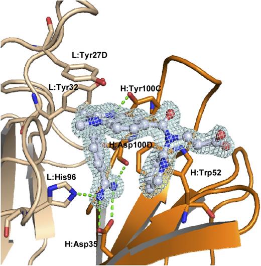 Dabigatran binding to the neutralizing monoclonal antibody, aDabi-Fab. See Figure 2 in the article by Schiele et al that begins on page 3554.
