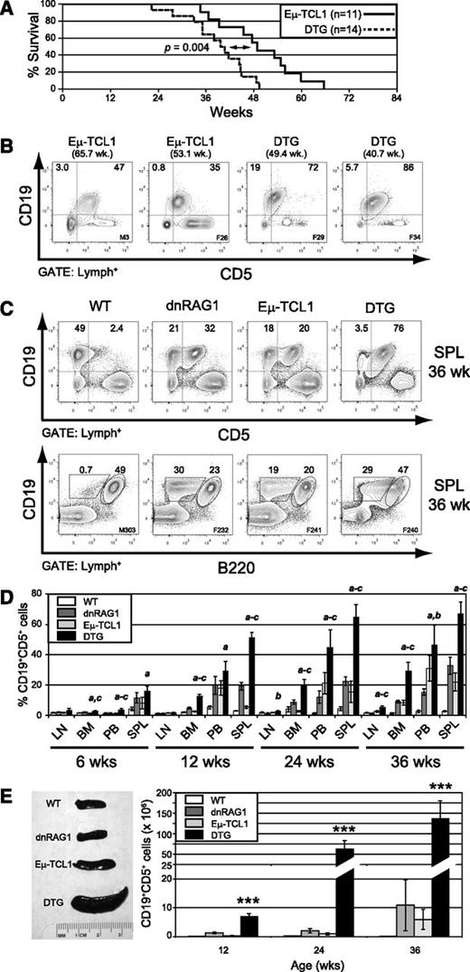 Figure 1. dnRAG1 expression in Eμ-TCL1 mice shortens lifespan and accelerates CD5+ B-cell accumulation. (A) Kaplan-Meier survival curves of Eμ-TCL1 (n = 11) and DTG (n = 14) mice. Statistical analysis between groups was performed using the log-rank test (median survival: 39.6 and 49.0 weeks for DTG and Eμ-TCL1 mice; P = .004). (B) The percentage of splenic CD19+CD5+ B cells among gated lymphocytes is shown at end point for 2 representative Eμ-TCL1 and DTG mice. (C) Flow cytometric analysis of splenic lymphocytes from 36-week-old WT, dnRAG1, Eμ-TCL1, and DTG mice showing the expression of CD19 and either CD5 (top row) or B220 (bottom row). The percentage of CD19+CD5+, CD19+CD5−, CD19+B220hi, CD19+B220lo cells is shown for representative animals. (D) The percentage of CD19+CD5+ cells in lymph node (LN), bone marrow (BM), peripheral blood (PB), and spleen (SPL) of 6-, 12-, 24-, and 36-week-old WT, dnRAG1, Eμ-TCL1, and DTG mice (n = 5-6 animals per genotype per time point) was determined using flow cytometry as in panel A and presented in bar graph format. Error bars represent the SEM. Statistically significant differences (P < .05) between values obtained for DTG mice relative to WT (a), dnRAG1 (b), or Eμ-TCL1 (c) mice are indicated. (E) Spleen cellularities were measured at 12, 24, and 36 weeks of age for WT, dnRAG1, Eμ-TCL1, and DTG to determine the frequency of splenic CD19+CD5+ cells. Spleens from representative animals of each genotype are shown at left, and the frequency of CD19+CD5+ cells for each genotype and time point are presented in bar graph format at right. Error bars represent the SEM. ***Values obtained for DTG mice are significantly different (P < .001) from those obtained for WT, dnRAG1, or Eμ-TCL1 mice.