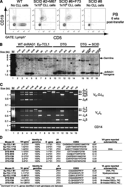 Figure 3. CD19+CD5+ B cells from DTG mice are leukemogenic. (A) CD19+CD5+ splenocytes (106 cells) were purified by FACS from 2 different DTG mice and injected into the tail vein of recipient SCID mice. Mice were bled every 6 weeks, and analyzed for the appearance of CD19+CD5+ cells using flow cytometry. Normal C57Bl/6 mice and sham-injected SCID mice were included as controls. CD19+CD5+ B cells were readily detected in SCID recipients but not control animals at 6 weeks posttransfer. (B) Genomic DNA prepared from spleens of 36-week-old WT, dnRAG1, Eμ-TCL1, and DTG mice (lanes 2-14), as well as DTG donor and SCID recipient mice in panel A (lanes 15-18), was subjected to Southern hybridization using a JH-probe. *Nongermline bands. The JH probe contains a portion of the Eμ enhancer, and therefore also detects the dnRAG1 transgene which contains this element.12 (C) VH-to-DJH and Vκ-to-Jκ rearrangements were amplified by PCR from genomic DNA samples described in panel B. Rearrangements to a given J segment are shown at right. The non-rearranging CD14 locus was amplified from the diluted genomic DNA templates as a loading control. (D) The most represented IgVH and IgVκ gene sequences from three ill Eμ-TCL1 and DTG mice were analyzed to identify gene usage, mutation status, CDR3 composition and pI, and reported reactivity profile (summarized from supplemental Tables 1-2).