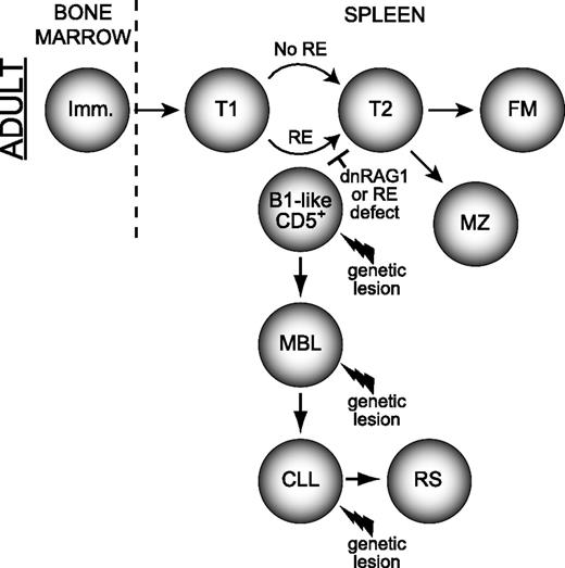 Figure 7. Model for how defects in receptor editing can promote development of MBL and CLL. Non–self-reactive immature B cells arriving from the bone marrow progress normally through the immature/transitional stages of B-cell development where receptor editing normally occurs. An immature/T1 B-cell possessing an autoreactive specificity normally subjected to editing may acquire a spontaneous mutation that impairs receptor editing (RE), (modeled here by dnRAG1 expression), which enforces receptor specificity and leads the B cell to retain or adopt a CD5+ B1-like (and CLL-like) phenotype. The cell may persist or accumulate as an MBL, which may or may not require other mutations, such as those causing TCL1 overexpression. Additional genetic lesions may promote MBL evolution to CLL and perhaps subsequently to RS.39 A similar series of events may also occur in post–germinal center B cells attempting to undergo receptor revision after having acquired autoreactivity during somatic hypermutation (not shown). T, transitional B cell; FM, follicular mature B cell; B1, B1 B cell; RS, Richter syndrome.