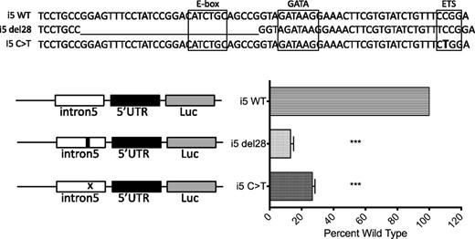 Figure 2. Mutation of conserved ETS motif or deletion of the composite element reduces intron 5 enhancer activity. Luciferase activity from exon 1 preceded by the wild-type intron 5 enhancer set and exon 1 preceded by the intron 5 enhancer containing either the 28 base deletion seen in patient 6.II.1 or the ETS motif C>T point mutation seen in patients 4.II.1, 11.II.1, 25.I.1, and 28.I.1. ***P < .001.