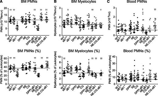 Figure 2. PMN and myelocyte numbers in BM and blood of mice deficient in NSPs and serpinB1. Cell counts (top panels) and percentages (bottom panels) were determined by flow cytometry analysis for (A) BM PMNs, (B) myelocytes, and (C) blood PMNs in 8-week-old mice. Each circle represents the value for 1 mouse; horizontal bars indicate median value for each genotype (BM: N = 19-25; blood: N = 18-35). The dotted line across the graph shows the median for WT mice. For each subset, median values of double and triple knockout mice lacking sB1 and 1 or several NSPs (○) were analyzed by 1-way ANOVA followed by Dunnett’s comparison relative to reference column for sB1−/− mice (†P < .05; ††P < .01). ANOVA, analysis of variance.