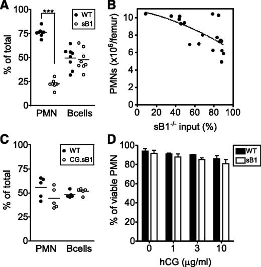 Figure 3. CG-mediated sB1−/− PMN death is cell intrinsic. (A) The relative percentage of cells from each donor is shown for PMNs and B cells from irradiated GFP+ mice 8 to 10 weeks after transfer of 1:1 mixture of WT (CD45.1) and sB1−/− (CD45.2) BM. Data points are indicated for each mouse and means were compared by paired the Student t test (***P < .001). (B) Total PMN numbers in BM of irradiated GFP+ mice are shown 8 to 10 weeks after transplant with varying amounts (1:1 or 1:4) of BM cells of WT and sB1−/− donors relative to the percentage of sB1−/− input. The dotted line indicates negative correlation between sB1−/− input and total PMN numbers. (C) The relative percentage of cells from each donor is shown for PMNs and B cells from irradiated GFP+ mice 8 to 10 weeks after transfer of 1:1 mixture of WT (CD45.1) and CG.sB1−/− (CD45.2) BM. Data points are indicated for each mouse and means were compared by the paired Student t test. (D) Survival of WT and sB1−/− PMNs in vitro in the presence of human CG for 3 hours in serum-free medium. Percentage of live cells (mean ± SD) of 2 to 5 independent experiments were compared by 2-way ANOVA with the Bonferroni posttest.