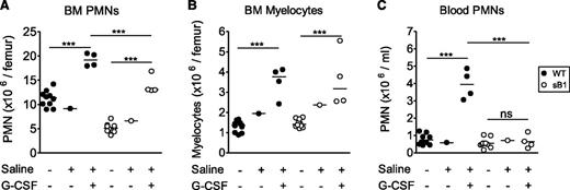 Figure 6. In vivo G-CSF therapy increases PMN numbers in BM of sB1−/− mice. (A) BM PMN, (B) myelocyte, and (C) blood PMN numbers were determined 24 hours after recombinant murine G-CSF therapy for 5 consecutive days. Cell numbers of individual WT (●) and sB1−/− female mice (○), respectively. Untreated females (Figure 2 subset) were similar to saline control females and were compared with the G-CSF–treated mice. Statistical analysis was performed using 2-way ANOVA with Bonferroni posttest. (**P < .01; ***P < .001).