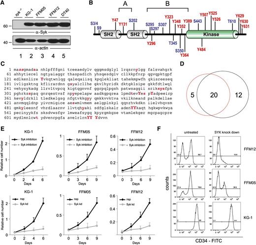Figure 1. P-sites in myeloid Syk. (A) Cleared cellular lysates of Syk-deficient DT40 cells (lane 1), KG-1 cells (lane 2), primary AML cells (lanes 3 and 4), and wild-type DT40 cells (lane 5) were subjected to western blot analyses with antibodies against Syk (upper panel). Protein loading was monitored by anti-actin immunoblotting (lower panel). (B) Shown is the domain structure of human Syk, including the p-sites that were identified by mass spectrometry upon TiO2-based phosphopeptide enrichment. Phosphorylated tyrosine residues are marked in red, phosphorylated serine/threonine residues in blue. (C) The amino acid sequence of human Syk is shown with p-sites labeled as follows: All p-sites, which were identified in human AML cells, are labeled with red, bold, lowercase letters. Red, bold, capital letters indicate activation-inducing tyrosines that were identified. Bold, italic letters are used if a p-site could not be allocated to 1 of 2 adjacent amino acids. (D) Cell type–specific phosphorylation patterns are outlined. The red circle represents p-sites that were identified in AML cells in this study, while the black circle represents the total number of p-sites that were identified in B cells in previous studies.26 (E) Shown are growth curves of KG-1, FFM05, and FFM12 cells that were left untreated (upper panel, black lines) or were treated with the Syk inhibitor Bay 61-3606 at a final concentration of 250 nM (upper panel, gray lines). Shown are growth curves of KG-1, FFM05, and FFM12 cells that were treated with either control shRNA (lower panel, black lines) or Syk-specific shRNA (lower panel, gray lines). Proliferation was monitored by XTT-based assay. (F) FFM05, FFM12, and KG-1 cells were treated with control- or Syk-specific shRNA and were analyzed for CD34 expression by flow cytometry 7 days after transduction. FITC, fluorescein isothiocyanate; nsp, nonspecific; Syk kd, Syk knockdown.