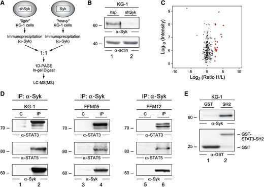 Figure 2. The Syk interactome in AML cells. (A) Shown is a schematic representation of the protein purification and identification process. KG-1 cells that were treated with shRNA specific for Syk were cultured in light SILAC medium and served as the negative control. Wild-type KG-1 cells were grown in heavy SILAC medium. Following immunoprecipitation of Syk from both cell batches, precipitated proteins were mixed in equimolar amounts, separated by 1D-PAGE, digested by trypsin, and then analyzed by mass spectrometry. (B) An immunoblot of cleared cellular lysates derived from wild-type KG-1 cells (lane 1) and KG-1 Syk knockdown cells (lane 2) with antibodies against Syk (upper panel) is shown. Protein loading was monitored by anti-actin immunoblotting (lower panel). (C) All identified proteins were plotted according to their signal intensities and their heavy versus light ratio of enrichment (H/L) on logarithmic scales. Red dots indicate proteins with an H/L ratio > 5 that were identified as interaction partners of Syk. A complete list of proteins and statistics is listed in supplemental Table 2. (D) KG-1 cells (left panel) and primary AML cells (middle and right panels) were lysed and subjected to immunoprecipitations (IPs) using anti-Syk antibodies (lanes 2, 4, and 6) or isotype-matched control antibodies (C; lanes 1, 3, and 5). Obtained proteins were analyzed by immunoblotting with antibodies directed against STAT3 and STAT5 (upper and middle panels). Effective IP of Syk was confirmed by immunoblotting using Syk-specific antibodies (lower panels). (E) Recombinant GST or GST-STAT3-SH2 proteins were subjected to lysates of KG-1 cells. Upon affinity purification, eluates were collected and analyzed by immunoblot analysis using antibodies specific for either Syk (upper panel) or GST (lower panel).