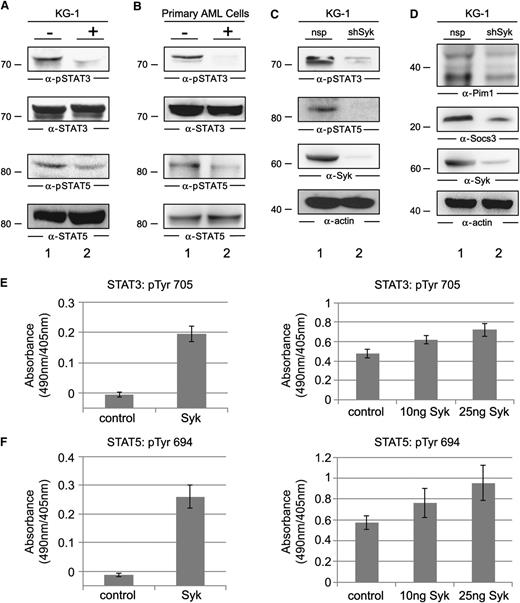 Figure 3. Functional characterization of the Syk/STAT interplay. (A) Immunoblot analysis was performed with anti-pSTAT3 and anti-pSTAT5 antibodies (upper panels) or anti-STAT3 and anti-STAT5 antibodies (lower panels) of untreated KG-1 cells (−; lane 1) or KG-1 cells that were treated with the Syk inhibitor Bay 61-3606 at a final concentration of 250 nM for 1 hour (+; lane 2). (B) Immunoblot analysis was performed using the same antibodies as described in (A) of untreated AML cells derived from the primary culture FFM05 (−; lane 1) and AML cells from the same culture, but they were treated with the Syk inhibitor as described in (A) (+; lane 2). (C) Cleared cellular lysates of KG-1 cells treated with unspecific shRNA (lane 1) or Syk-specific shRNA (lane 2) were analyzed by immunoblotting with phosphosite-specific antibodies against the activatory tyrosines of STAT3 and STAT5 (two upper panels). Syk expression and protein loading were monitored by immunoblotting with antibodies against Syk or actin (two lower panels). (D) Three days after shRNA transduction, KG-1 cells were tested for their expression levels of Pim1 and Socs3 by immunoblotting using specific antibodies (upper and two middle panels). Protein loading was monitored by anti-actin immunoblotting (bottom panel). (E-F) Phosphorylation of Tyr 705 of STAT3 and Tyr 694 of STAT5 was monitored using an in vitro kinase assay. For this purpose, the biotinylated peptides encompassing the amino acids EHPEADPGSAAPYLKTKFIC for STAT3 and TPVLAKAVDGYVKPQIK for STAT5 were used as substrates for the Syk obtained from untreated KG-1 cells (left panels) or for the enzymatically active recombinant kinase domain of Syk (right panels). Tyrosine phosphorylation of these peptides was monitored by antiphosphotyrosine staining with enzyme-linked immunosorbent assay.