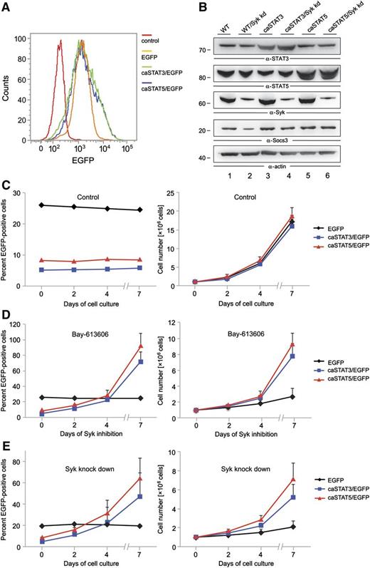 Figure 4. STAT3 and STAT5 function as oncogenic effectors of Syk. KG-1 cells were subjected to retroviral transduction with IRES-EGFP vectors inducing stable expression of EGFP, caSTAT3 and EGFP, or caSTAT5 and EGFP. (A) After fluorescence-activated cell sorting for EGFP, the percentage of GFP-expressing transduced KG-1 cells was monitored by flow cytometry. (B) Syk was knocked down by shRNA treatment in the sorted KG-1 cell batches that were enriched for EGFP-expressing cells. Expression of STAT3, STAT5, Syk, Socs3, and actin was monitored by immunoblot analyses 24 hours after lentiviral shRNA treatment. The transduced cell batches were left untreated (C) or were treated with the Syk inhibitor Bay 61-3606 at a final concentration of 250 nM for up to 7 days (D). (E) The transduced cell batches were left untreated or were treated with shRNAs specific for Syk. After confirmation of successful knockdown of Syk, cells were cultured for up to 7 days. The proportion of EGFP-positive cells was analyzed by flow cytometry (C-E, left panels). Absolute cell numbers are shown in the right panels. Wild-type (WT) KG-1 cells were used as the negative control in all flow cytometric measurements (data not shown).