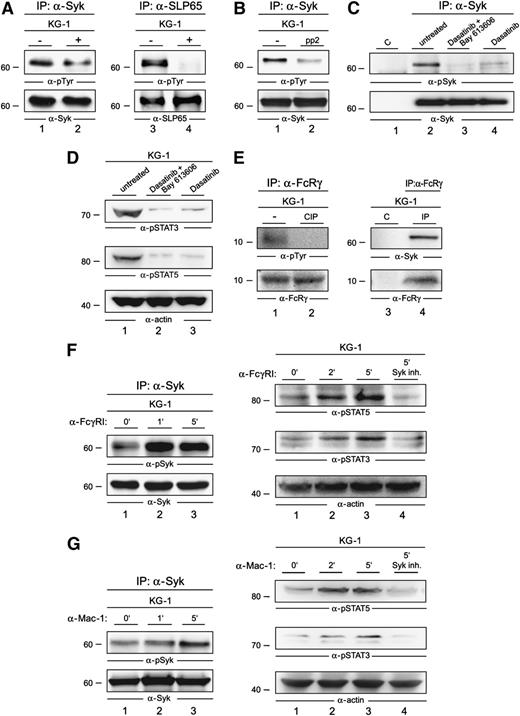 Figure 5. Activation mechanisms of Syk in AML cells. (A) Lysates of KG-1 cells that were left untreated (−; lanes 1 and 3) or treated with Bay 61-3606 for 1 hour at a final concentration of 250 nM (+; lanes 2 and 4) were subjected to IP with antibodies against Syk (left panel) or SLP65 (right panel). Subsequently, immunoblot analyses of the obtained proteins were performed by using antiphosphotyrosine antibodies (4G10) (upper panels) and, in addition, antibodies against Syk and SLP65 (lower panels). (B) KG-1 cells were left untreated (−) or were treated with the Src-kinase inhibitor pp2 for 1 hour at a final concentration of 1 µM. The respective lysates were subjected to IP with antibodies against Syk, followed by immunoblot analyses of the proteins obtained; the immunoblot employed antibodies against phosphotyrosine (upper panel) or Syk (lower panel). (C) KG-1 cells were left untreated (lane 2) or were treated with dasatinib (4 nM) and Bay 61-3606 (250 nM) (lane 3), or dasatinib (4 nM) (lane 4) for 1 hour. The respective lysates were subjected to IP with antibodies against Syk, followed by immunoblot analysis of the proteins obtained; the immunoblot employed antibodies against phospho-Syk (pSyk; upper panel) or Syk (lower panel). Isotype-matched antibodies were used as the control (lane 1). (D) Immunoblot analysis was performed with anti-pSTAT3, anti-pSTAT5, and anti-actin antibodies of lysates derived from untreated KG-1 cells (lane 1), KG-1 cells that were treated with either dasatinib (4 nM) and Bay 61-3606 (250 nM) (lane 2), or dasatinib (4 nM) for 1 hour (lane 3). (E) Lysates of KG-1 cells were left untreated (left panel, lane 1; right panel, lanes 3 and 4) or were treated with the phosphatase CIP for 30 minutes (left panel, lane 2) and subsequently subjected to IP with antibodies specific for the Fc-γ chain (left panel, lanes 1 and 2; right panel, lane 4) or nonspecific control antibodies of the same isotype (right panel, lane 3). The proteins obtained were analyzed by antiphosphotyrosine antibodies (left panel, upper immunoblot) or by antibodies against Syk (right panel, upper immunoblot). Effective immunoprecipitation of the Fc-γ chain was confirmed by anti–Fc-γ chain immunoblotting (left and right panels, lower immunoblots). (F) Lysates of KG-1 cells that were left untreated (left panel, lane 1) or were stimulated for 1 or 5 minutes through FcγRI (left panel, lanes 2 and 3) were subjected to IP with antibodies against Syk, followed by immunoblotting using antibodies against pTyr525/526 of Syk (left, upper panel) and Syk (left, lower panel). Shown are immunoblot analyses of lysates derived from KG-1 cells that were left untreated (right panel, lane 1), stimulated via FcγRI for 2 or 5 minutes (right panel, lanes 2 and 3, respectively), or stimulated for 5 minutes after a 1-hour treatment with the Syk inhibitor Bay 61-3606 (right panel, lane 4). Immunoblotting was performed by using phosphosite-specific antibodies against pTyr 694 of STAT5 and pTyr 705 of STAT3 (right, upper and middle panels). Protein loading was monitored by the immunoblotting of actin (right, lower panel). (G) Lysates of KG-1 cells that were left untreated (left panel, lane 1) or were stimulated for 1 or 5 minutes through the integrin receptor Mac-1 (left panel, lanes 2 and 3, respectively) were treated as described in (D). Shown are immunoblot analyses of lysates derived from KG-1 cells that were left untreated (right panel, lane 1), stimulated by the integrin receptor Mac-1 for 2 or 5 minutes (right panel, lanes 2 and 3, respectively), or stimulated for 5 minutes after a 1-hour treatment with the Syk inhibitor Bay 61-3606 (right panel, lane 4). Immunoblotting was performed as described in (D).