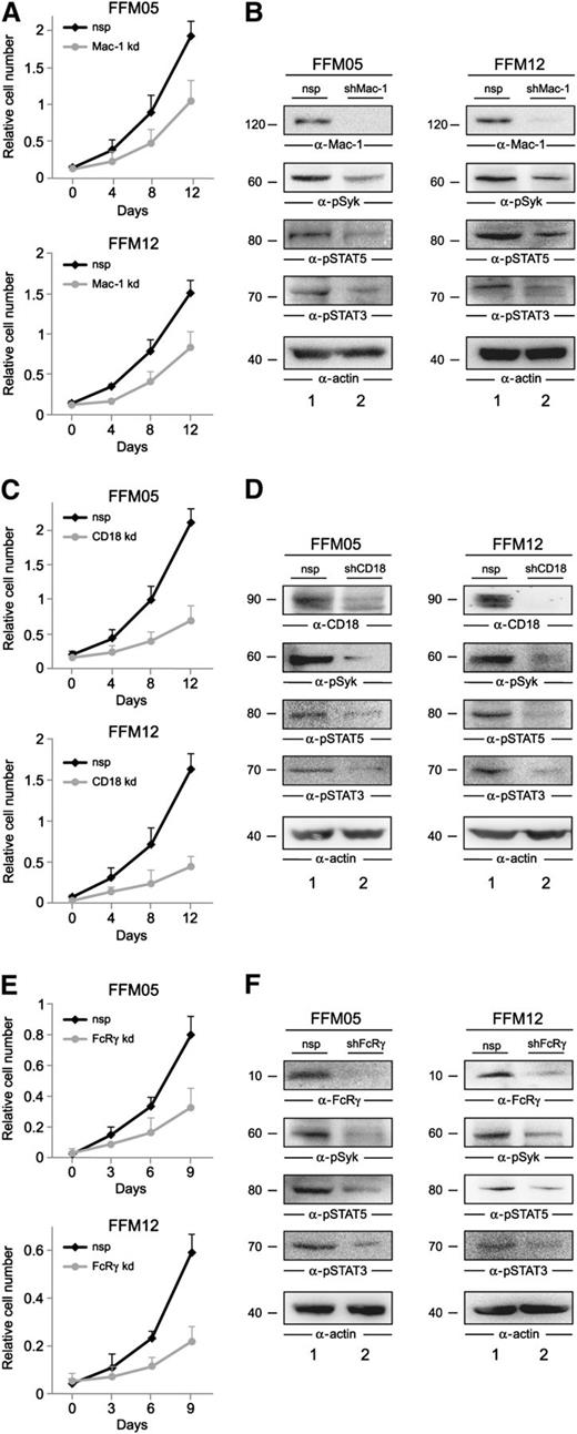 Figure 6. β2 integrins induce proliferation of AML cells by the activation of Syk. (A-E) Shown are growth curves of FFM05 and FFM12 cells that were treated with shRNAs against (A) Mac-1, (C) CD18, and (E) FcRγ (all shown as gray lines) or the respective control shRNAs (black lines). The shRNA-treated FFM05/12 cells were cultured on confluent layers of KM-102 bone marrow–derived stroma cells. Proliferation was monitored by XTT-based assay. After 48 hours of AML/stroma cell coculture, FFM05/12 cells were harvested, and lysates of FFM05 and FFM12 cells that were treated with (B, D, F) control shRNAs (lane 1) or (B) Mac-1–, (D) CD18-, or (F) FcRγ-specific shRNAs (all shown in lane 2) were subjected to immunoblot analyses using antibodies against Mac-1, CD18, FcRγ, pSTAT3, pSTAT5, pSyk, and actin.