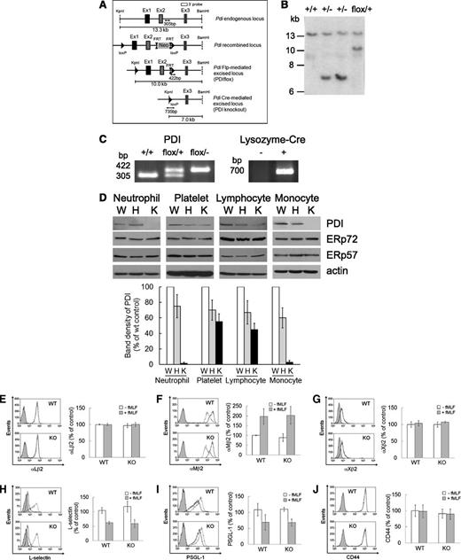 Figure 1. Generation of myeloid-specific PDI CKO mice. (A) Targeting construct and homologous recombination. (B) Southern blotting analysis of genomic DNA isolated from mouse tails. (C) Polymerase chain reaction analysis of WT, heterozygous, and CKO mice with primers for floxed PDI and Lys-Cre. (D) Immunoblotting with lysates of cells isolated from WT (W), heterozygous (H), and homozygous PDI CKO (K) mice. The band density of PDI represents mean ± SD (n = 5-6 mice per group). (E-J) Flow cytometric analysis shows the expression of β2 integrins, L-selectin, PSGL-1, and CD44 on unstimulated (dot line) and fMLF-stimulated (black line) WT (WT) and PDI CKO (KO) neutrophils. The gray histogram represents the fluorescence intensity of control IgG on stimulated neutrophils. The mean fluorescence intensity of antibodies was normalized to that of control IgG, and data are shown as 100% (mean ± SD, n = 3-6 mice per group). PSGL-1, P-selectin glycoprotein ligand-1.