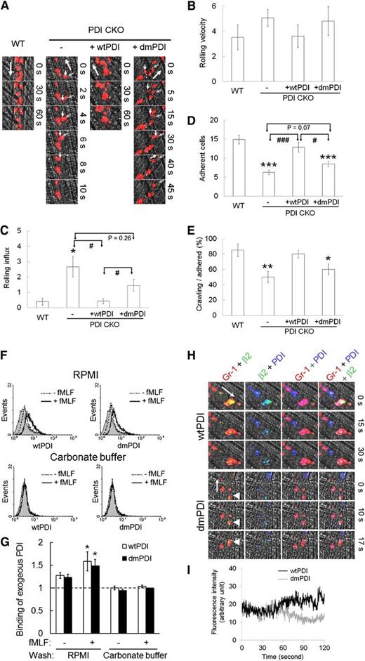 Figure 2. PDI is required for neutrophil recruitment during TNF-α–induced vascular inflammation. Intravital microscopy was performed as described in “Materials and methods.” Neutrophils were visualized by infusion of an Alexa Fluor 647–conjugated anti–Gr-1 antibody. Six to 8 different inflamed venules were monitored in WT and PDI CKO mice. Then, wtPDI or dmPDI, 100 μg, was infused into PDI CKO mice and neutrophil recruitment was further monitored. (A) Representative images. Small (white and gray) and large arrows show rolling neutrophils and blood flow, respectively. (B-D) The rolling influx (rolling cells per minute) and velocity (micrometers per second) of neutrophils and the number of adherent neutrophils (number per field per 5 minutes) are shown. Data represent mean ± SEM (n = 17-24 venules in 3-4 mice per group). (E) The crawling population of adherent neutrophils was monitored over 5 minutes (n = 80-100 neutrophils in 3-4 mice per group). *P < .05, **P < .01, and ***P < .001 vs WT mice; #P < .05 and ###P < .001 vs PDI CKO mice with or without wtPDI or dmPDI after ANOVA and the Dunnett test. The diameter of microvenules observed was in the range of 33.3 to 45.5 μm and the wall-shear rate in the TNF-α–inflamed cremaster venules was approximately 400 to 650 s−1 as described previously.19 (F-G) WT and PDI KO neutrophils were stimulated with fMLF in the presence of 50 μg/mL His-tagged wtPDI or dmPDI. Bound PDI was washed with RPMI media or carbonate buffer. Binding of recombinant PDI was analyzed by flow cytometry using a PE-conjugated anti-poly His antibody. The gray histogram represents the fluorescent signal of the anti-poly His antibody on PDI-untreated, stimulated neutrophils. (G) PDI binding is shown as a fold increase by the ratio of the geometric mean intensity value of a PE-conjugated anti-His antibody on PDI-treated vs untreated neutrophils (mean ± SD, n = 3). *P < .05 vs unstimulated neutrophils after the Student t test. (H-I) wtPDI or dmPDI, 100 μg, was infused into PDI CKO mice. Neutrophils, β2 integrin, and PDI were visualized by infusion of Alexa Fluor 647–conjugated anti-Gr-1 (red), Alexa Fluor 488–conjugated anti-β2 (green), and PE-conjugated anti-His antibodies (blue), respectively, into PDI CKO mice. Without recombinant PDI, no fluorescence signal was observed by the PE-conjugated anti-poly His antibody in PDI KO mice (data not shown). White arrows and arrowheads show blood flow and rolling neutrophils, respectively. Representative fluorescence images are shown at different time points following recording (n = 17-18 venules in 3 PDI CKO mice). Neutrophils and β2 (yellow); β2 and PDI (turquoise); neutrophils and PDI (magenta); neutrophils, β2, and PDI (white). (I) Fluorescence intensity of PE-conjugated anti-His antibodies was quantified over 2 minutes.
