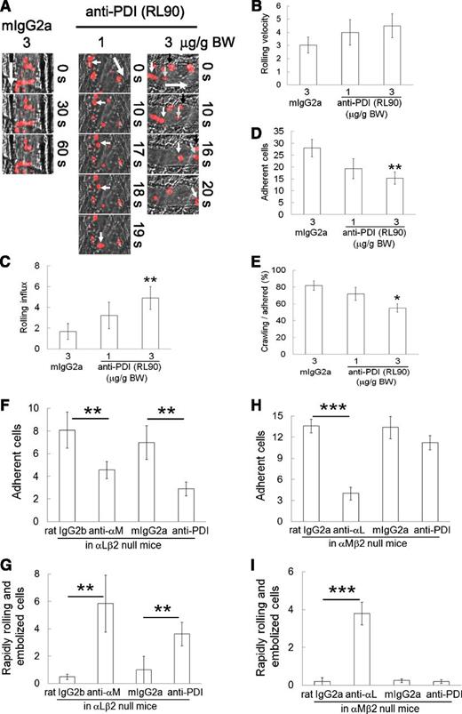 Figure 3. Extracellular PDI regulates αMβ2 integrin-mediated adhesion and crawling of neutrophils during vascular inflammation. Control IgG (mIgG2a) or anti-PDI antibody (RL90, 1 or 3 μg/g BW) was infused into WT mice. (A-E) Rolling, adherent, and crawling neutrophils were monitored and analyzed as described in the Figure 2 legend. (A) Representative images. Small (white, gray, and black) and large arrows show rolling neutrophils and blood flow, respectively. Data represent mean ± SEM (n = 24-28 venules in 3-5 mice per group). *P < .05 and **P < .01 vs control IgG after ANOVA and the Dunnett test. (F-I) Control IgG (rat IgG2a, rat IgG2b, or mouse IgG2a) or a blocking antibody against αM, αL, or PDI, 2 μg/g BW, was infused into αLβ2 or αMβ2 null mice. Adherent neutrophils and rapidly rolling (>10 μm/s) and embolized cells were counted. Data represent mean ± SEM (n = 18-22 venules in 3 mice per group). **P < .01 or ***P < .005 vs control IgG after the Student t test.