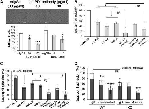 Figure 4. Surface PDI regulates αMβ2-mediated neutrophil adhesion under shear and static conditions. (A-B) Confluent HUVECs on FG-coated glass coverslips were stimulated with TNF-α (20 ng/mL) and placed into a flow chamber. Human neutrophils, 3 × 106, were pretreated with blocking antibodies and stimulated with fMLF. (B) Anti-PDI (BD34, 30 μg/mL) and either anti-αM (15 μg/mL) or anti-αL (50 μg/mL) antibodies were coincubated. Neutrophils were perfused for 10 minutes over activated HUVECs under venous shear of 1 dyne/cm2. Then, the medium was perfused for 5 minutes to wash out weakly bound cells. Adherent neutrophils were monitored in a field of 0.15 mm2 and counted in 5 to 7 separate fields. (C) Human neutrophils were incubated with anti-PDI (30 μg/mL), anti-αM (10 μg/mL), and anti-αL antibodies (30 μg/mL). Cells were plated onto immobilized ICAM-1 in the presence of fMLF. (D) WT or PDI KO mouse neutrophils were treated with antibodies and plated onto immobilized mouse ICAM-1 in the presence of fMLF. (B-D) The number of adherent neutrophils treated with an inhibitor was normalized to that of adherent neutrophils treated with control IgG (100%). Data represent mean ± SD (n = 3-4 for human neutrophils and n = 6 WT and 6 PDI CKO mice). *P < .05, **P < .01, or ***P < .001 vs control IgG after ANOVA and the Dunnett test. #P < .05 and ##P < .01 vs either anti-PDI + anti-αL or anti-αL + anti-αM antibodies after ANOVA and the Dunnett test (for human neutrophils) or vs WT control after the Student t test (for mouse neutrophils). Round and spread neutrophils are shown as open and filled bars, respectively. Statistical significance was determined by comparison of the number of total adherent (round and spread) cells.