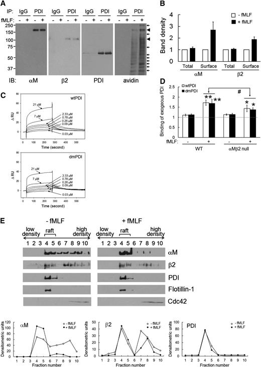 Figure 5. Surface PDI-αMβ2 interaction is enhanced on stimulated neutrophils. (A-B) Human neutrophils were incubated without or with fMLF. After SSB labeling, lysates were immunoprecipitated with anti-PDI antibodies and immunoblotted with indicated antibodies (total interaction). The blots were reprobed with peroxidase-conjugated avidin (surface interaction). (B) The band density was quantitated by densitometry (mean ± SD, n = 4-5). (C) Surface plasmon resonance assay was performed as described in “Materials and methods.” The extracellular domain of recombinant αMβ2 (25 μg/mL in 10 mM acetate buffer, pH 5.0) was immobilized on the surface of a CM5 chip. Recombinant PDI (0.03-21 μM) or purified FG (0.02-5 μM, data not shown) in running buffer (10 mM HEPES, pH 7.5, 150 mM NaCl, 0.005% P20 with 2 mM MnCl2) were infused over the reference and αMβ2-immobilized surfaces at a flow rate of 5 μL/min for 240 seconds, followed by a dissociation phase of 300 seconds. The representative graph is shown from triplicate. The dissociation constant, Kd, was calculated based on the Kon and Koff value. (D) WT and αMβ2 null neutrophils were stimulated with fMLF in the presence of 50 μg/mL His-tagged wtPDI or dmPDI. Binding of recombinant PDI was analyzed by flow cytometry as described in the panel G section of the Figure 2 legend. Data represent mean ± SD (n = 3-4). *P < .05 and **P < .01 vs unstimulated neutrophils, and #P < .05 vs PDI binding to stimulated WT neutrophils after the Student t test. (E) Using lysates of unstimulated and fMLF-stimulated neutrophils, fractions containing lipid rafts and nonrafts were collected and immunoblotted. Representative blots and densitometric analysis are shown (n = 3).