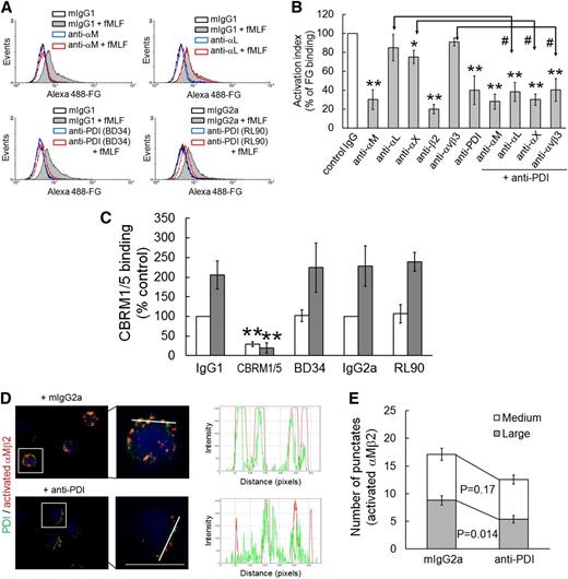 Figure 6. Surface PDI regulates ligand-binding activity and clustering of αMβ2 integrin without affecting its conformational change. (A-B) Human neutrophils were pretreated with blocking antibodies (10 μg/mL), followed by incubation with fMLF and Alexa Fluor 488–conjugated FG. The fluorescence intensity of FG on inhibitor-treated neutrophils was normalized to that on control cells (100%, white bar). Data represent mean ± SD (n = 3-6). *P < .05 or **P < .01 vs control IgG after ANOVA and the Dunnett test. #P < .05 vs each antibody alone after the Student t test. (C) Human neutrophils were pretreated with mouse IgG1 or IgG2a (IgG1 or IgG2a), or a blocking antibody against PDI (RL90 and BD34) or activated αM (CBRM1/5), 15 μg/mL, and then incubated with or without fMLF. Binding of the PE-conjugated CBRM1/5 was analyzed by flow cytometry. CBRM1/5 binding to neutrophils treated with control IgG was normalized as 100% (white bar). Data represent mean ± SD (n = 3-4). **P < .01 vs control IgG after the Student t test. (D-E) Confocal microscopy was performed as described in “Materials and methods.” Neutrophils were stimulated with fMLF in the presence of control IgG or a blocking anti-PDI antibody and plated onto ICAM-1 surfaces. Adherent cells were stained with PE-conjugated anti-activated αM (CBRM1/5) (red) and Alexa Fluor 488–conjugated anti-PDI antibodies (green). Representative images are shown as low (left panel) and high (right panel) magnifications (n = 4). Little signal was detected by isotype control IgG (data not shown). Colocalization histograms show the intensity of surface PDI and activated αMβ2 integrin along the white line. Bar = 10 μm. (E) The number of medium- (10-100 pixels) and large-sized (>100 pixels) punctates of activated αMβ2 integrin was quantified in confocal images (n = 25-30 cells in 4 independent experiments). P value was obtained from the Mann-Whitney test.