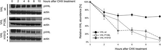 Figure 4. CHX assay measuring pVHL stability, showing mutant VHL proteins decreased half-life in vitro. The 786-0 cells were stably transfected with plasmids expressing VHLwt, VHLP138L, and VHLH191D mutants. Clones were treated with cycloheximide (CHX, 200 μM) for 0, 2, 4, 6, 8, and 10 hours, and lysates were subjected to western blot as indicated. Actin was used as the loading control. (Right) The relative quantitation of pVHL.