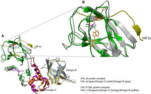 Figure 5. Molecular dynamics simulations study of pVHL–ElonginC–ElonginB complex and interaction with HIF1α. (A) Superimposition of wild-type (wt; grey) and mutated pVHL (green) is shown. The wt P138 (violet) and mutated L138 (green) sites and the critical active site residues for the HIF1α peptide (PDB:1LM8)-binding region are depicted. The P138L mutation perturbs pHIF1α interactions with pVHL because of the conformational effect on the W117 and S111 residues (orange) at 2.8 to 4.3 Å distance from mutated L138. (B) Detail superimposition of wt and P138L pVHL in the interaction with HIF1α.