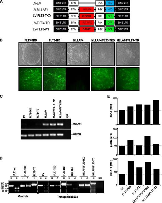 Figure 1. Generation of transgenic hESCs expressing MLL-AF4 and/or FLT3-activating mutations. (A) Schematic representation of the lentiviral vectors used. (B) Phase-contrast morphology (top) and fluorescence microscopy (bottom) of representative hESC colonies from FLT3-TKD-, FLT3-ITD-, MLL-AF4-, MLL-AF4/FLT3-TKD-, and MLL-AF4/FLT3-ITD-hESCs. (C) RT-PCR confirming expression of the MLL-AF4 transcript in transduced hESCs. GAPDH was used as a housekeeping gene. (D) PCR confirming the presence of either FLT3-TKD or FLT3-ITD mutations in transgenic hESCs. Vectors containing the FLT3 mutations were used as positive controls. (E) Phosphosignaling analysis of transduced hESCs, showing increased AKT, ERK, and STAT5 phosphorylation (relative to EV-hESCs) in cells transduced with FLT3-activating mutations.