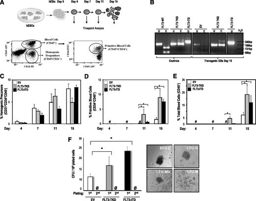 Figure 2. FLT3 activation enhances hematopoietic differentiation from hESCs. (A) Schematic of the hematopoietic differentiation of hESCs and end point analyses (top) and representative flow cytometry dot plots displaying how hemogenic precursors (CD45− CD31+), primitive blood cells (CD45+ CD34+), and total blood cells (CD45+) are identified (bottom). (B) PCR confirming the presence of either FLT3-TKD or FLT3-ITD mutations in transgenic day 15 hEBs. (C) Specification into hemogenic precursors is not significantly affected by FLT3 activation throughout EB development. However, FLT3 activation enhances hESC differentiation into primitive blood cells (D) and total blood cells (E). (F) CFU readout from d15 hEBs confirms a significant increase in hematopoietic potential in hESCs expressing either FLT3 mutation. Data are presented as mean ±SEM for 6 independent experiments. FLT3 mutation–expressing hESC-derived hematopoietic cells do not show stable in vitro replating efficiency in secondary CFU assays. Right panels depict representative CFU colonies.