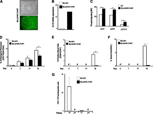 Figure 5. FLT3 WT overexpression also abolishes hematopoietic differentiation from MLL-AF4-hESCs. (A) Phase-contrast morphology (top) and fluorescence microscopy (bottom) of colonies from MLL-AF4/FLT3-WT-hESCs. (B) Quantitative RT-PCR confirming efficient transduction and stable expression of FLT3-WT. (C) Phosphosignaling analysis of transduced hESCs, showing increased AKT, ERK, and STAT5 phosphorylation in cells transduced with FLT3-WT. FLT3-WT slightly impairs specification into hemogenic precursors of MLL-AF4–expressing hESCs (D), whereas it completely abolishes differentiation of MLL-AF4–expressing hESCs into primitive blood cells (E) and total blood cells (F). (G) CFU readout from day 15 hEBs confirms a significant decrease in hematopoietic potential in hESCs coexpressing MLL-AF4 and FLT3-WT. Data are presented as mean ± SEM for 5 independent experiments.