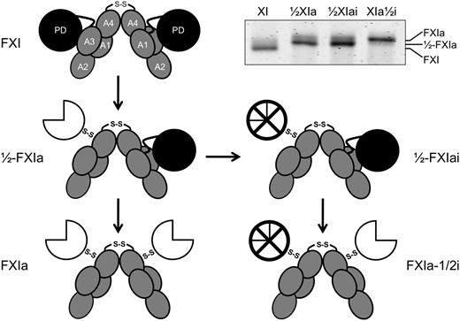 Figure 1. Schematic diagrams of species generated during fXI activation. The gray ellipses represent the 4 apple domains (A1–A4) and the black circles represent the protease domains (PD) of zymogen fXI. The 2 subunits of the fXI dimer are connected by a hydrophobic interface involving the A4 domains and a disulfide bond involving Cys321. Activation of 1 fXI subunit by cleavage of the Arg369-Ile370 bond results in a species with 1 active site, referred to as 1/2-fXIa. The white three-quarter circle represents the activated protease domain. Subsequent cleavage of the Arg369-Ile370 bond on the second subunit results in generation of fXIa. fXI, 1/2-fXIa, and fXIa migrate slightly differently on SDS-PAGE (inset), facilitating their identification and purification. The preparation of 1/2-fXIa shown in the inset has approximately 10% contamination with fXIa (upper of the 2 bands). Inhibition of the active protease domain (⊗) of 1/2-fXIa yields a species called 1/2-fXIai. Activation of the second subunit of 1/2-fXIai results in a species with 2 activated subunits, 1 of which is inhibited and called fXIa-1/2i.